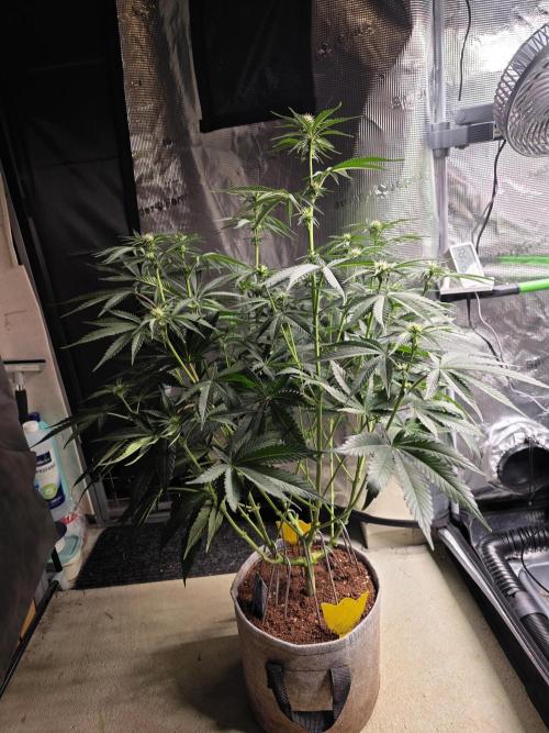 White Truffle 🍄‍. Week 9