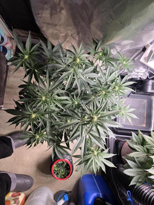 White Truffle 🍄‍. Week 9