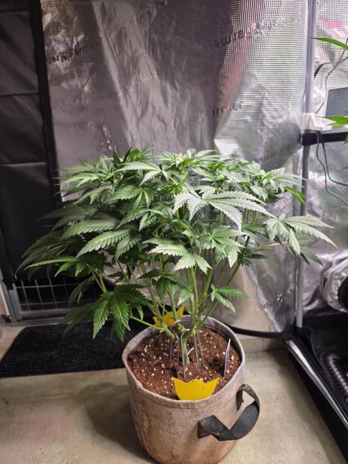 Omakase 🍣. Week 9