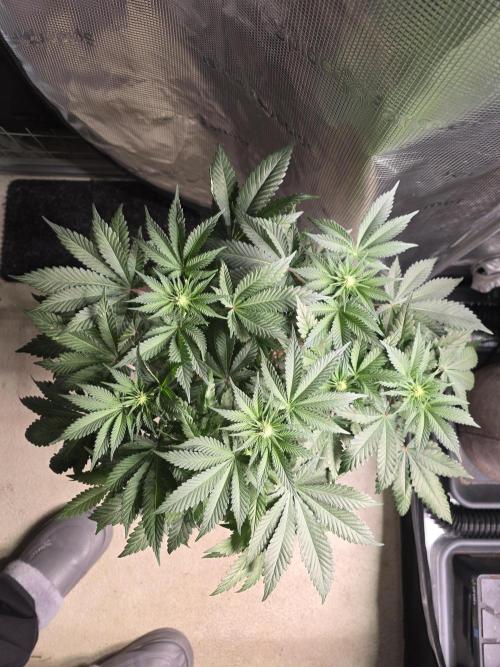 Omakase 🍣. Week 9