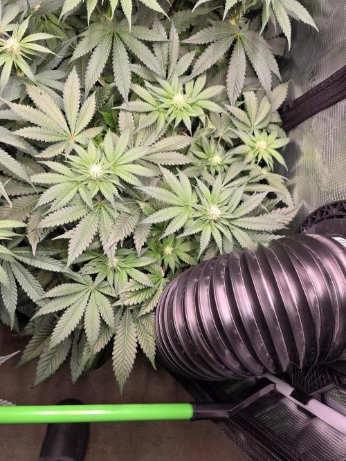 Omakase 🍣. Week 10