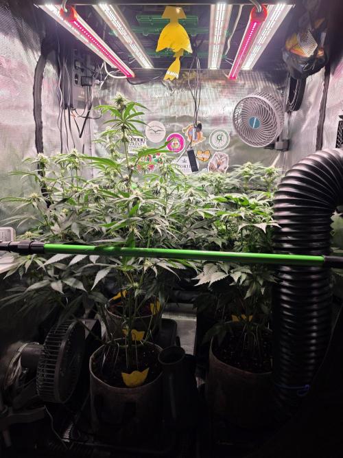 Omakase 🍣. Week 10