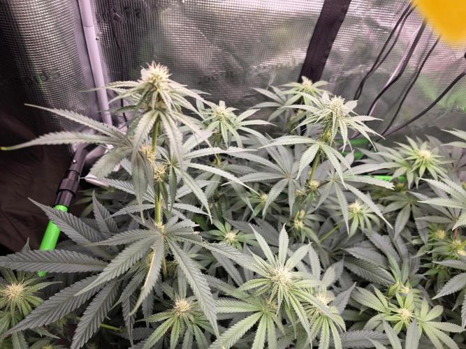 White Truffle 🍄‍. Week 10