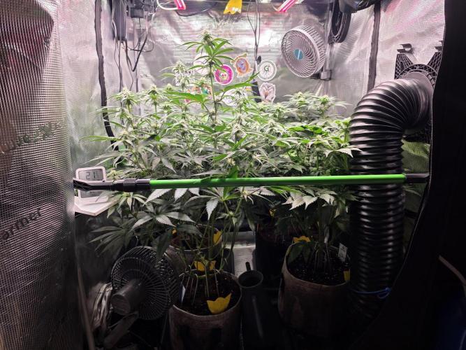 White Truffle 🍄‍. Week 10