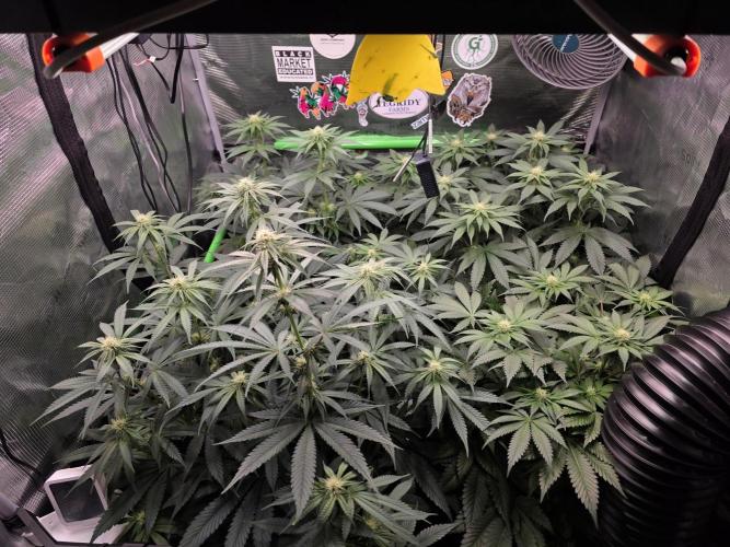 White Truffle 🍄‍. Week 10