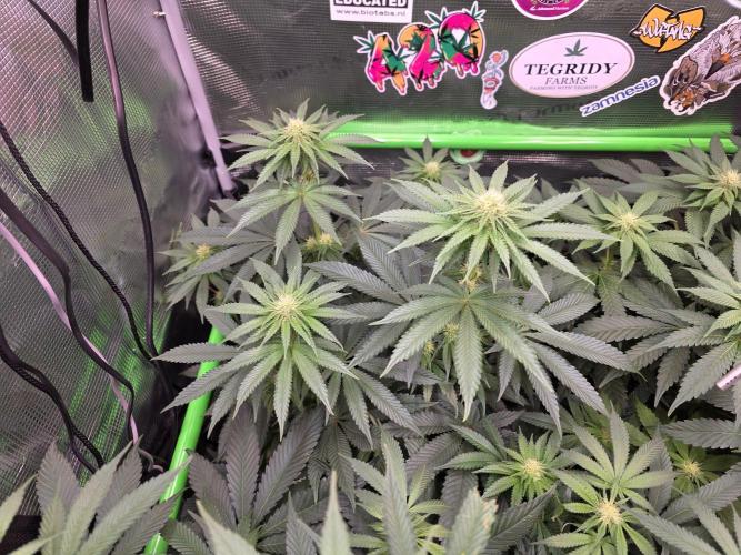 🐝🍯 Nectar Drip  #573. Week 10