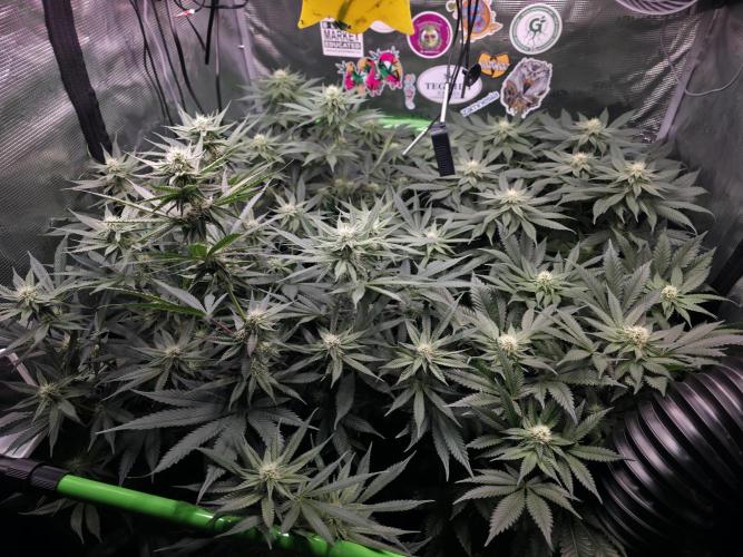 🐝🍯 Nectar Drip  #573. Week 10