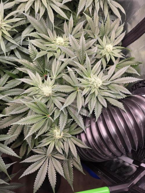 Omakase 🍣. Week 11