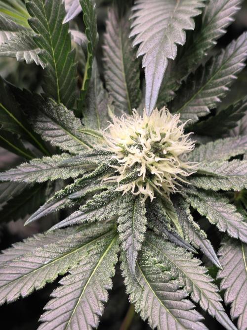 Omakase 🍣. Week 11