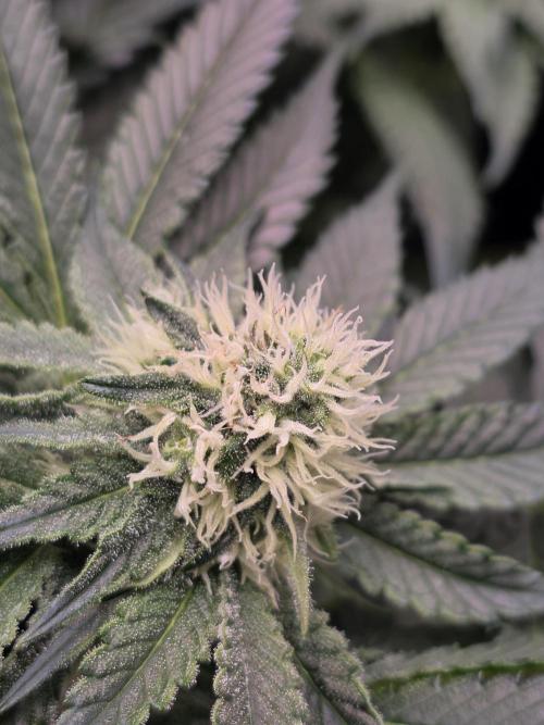 Omakase 🍣. Week 11