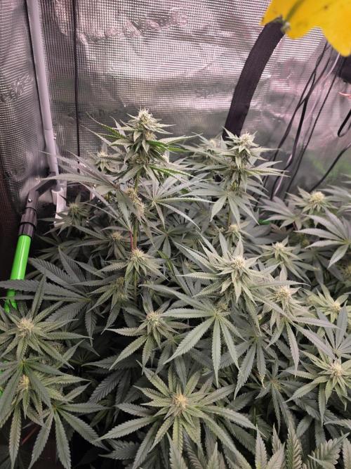 White Truffle 🍄‍. Week 11