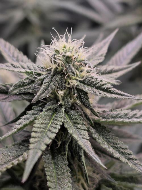 White Truffle 🍄‍. Week 11