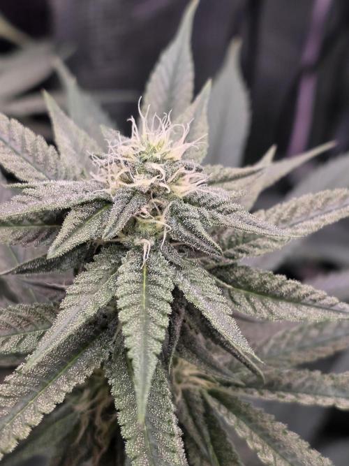 White Truffle 🍄‍. Week 11