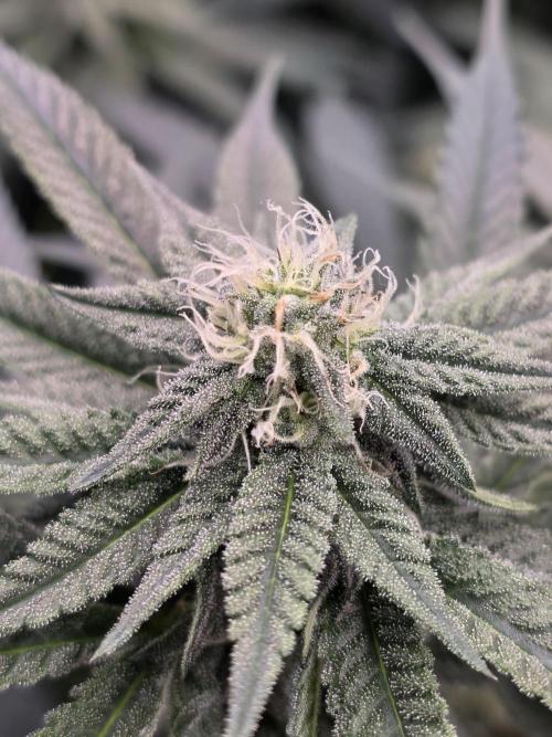 White Truffle 🍄‍. Week 11