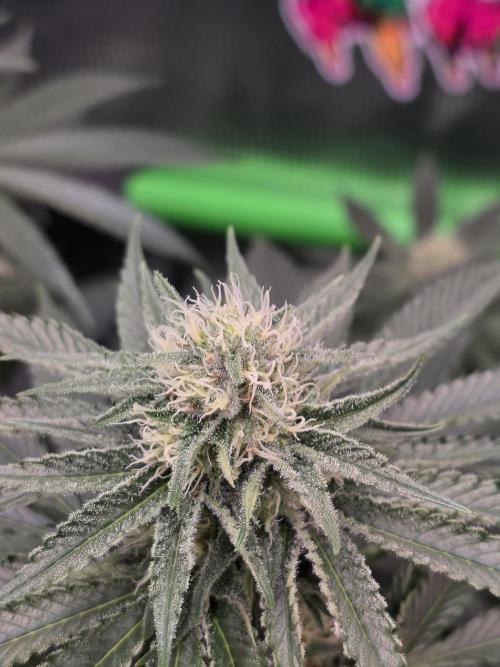 🐝🍯 Nectar Drip  #573. Week 11