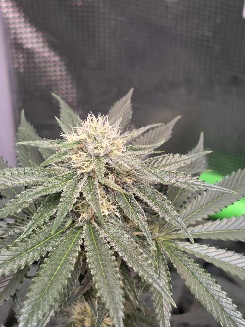 🐝🍯 Nectar Drip  #573. Week 11