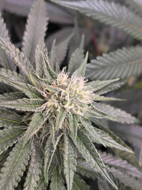 🐝🍯 Nectar Drip  #573. Week 11