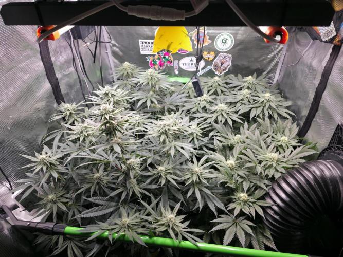 🐝🍯 Nectar Drip  #573. Week 11