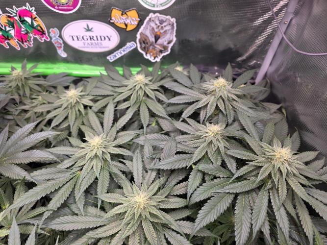 Straw Limez 🍓🍋‍. Week 11