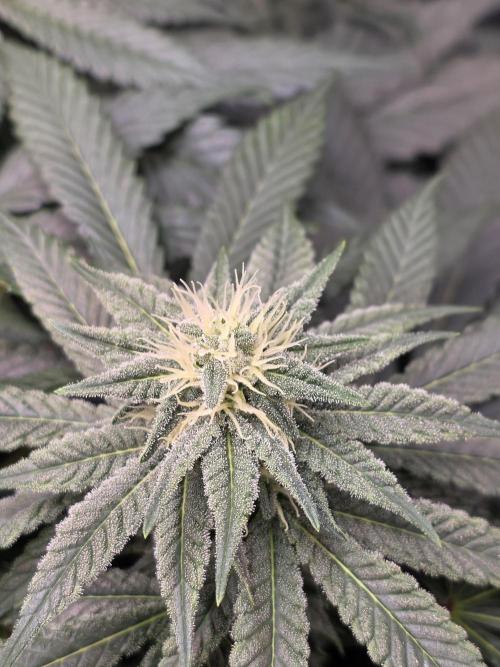 Straw Limez 🍓🍋‍. Week 11