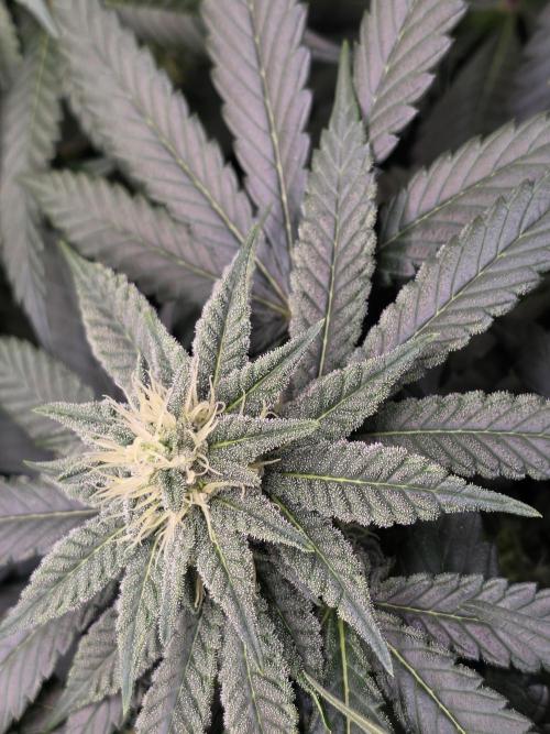 Straw Limez 🍓🍋‍. Week 11