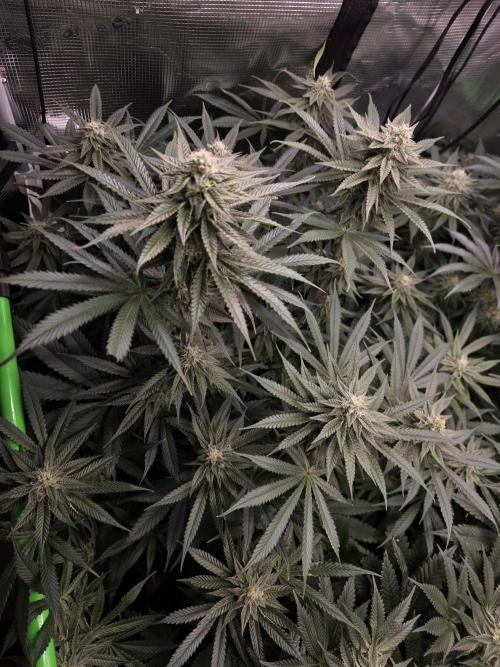White Truffle 🍄‍ aka Candy Truffel. Week 12