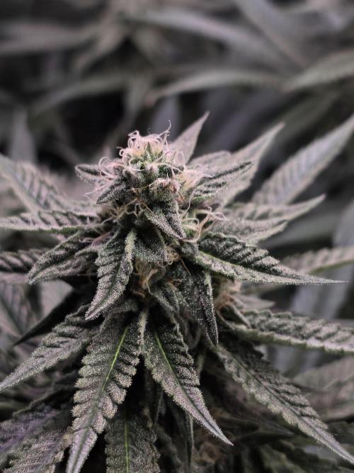 White Truffle 🍄‍ aka Candy Truffel. Week 12