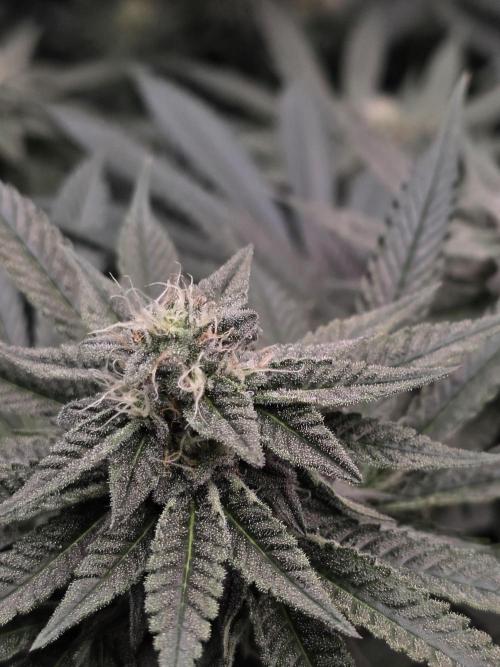 White Truffle 🍄‍ aka Candy Truffel. Week 12