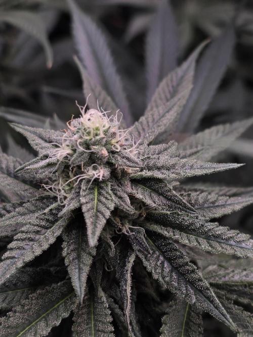 White Truffle 🍄‍ aka Candy Truffel. Week 12
