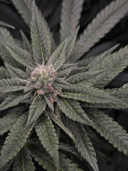 White Truffle 🍄‍ aka Candy Truffel. Week 12