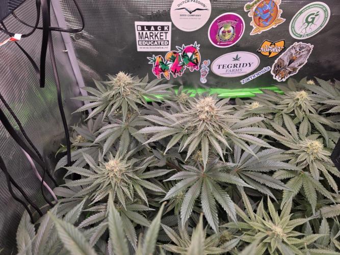 🐝🍯 Nectar Drip  #573/750. Week 12