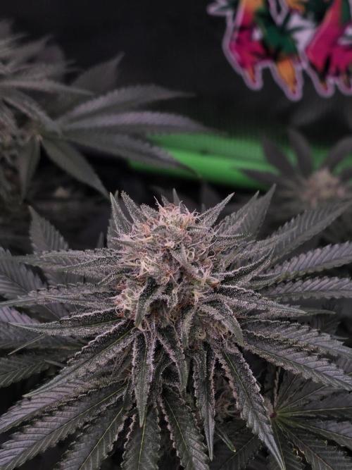 🐝🍯 Nectar Drip  #573/750. Week 12