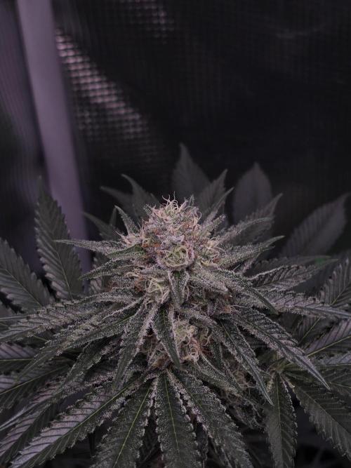 🐝🍯 Nectar Drip  #573/750. Week 12