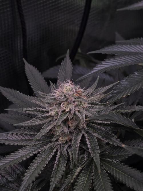 🐝🍯 Nectar Drip  #573/750. Week 12