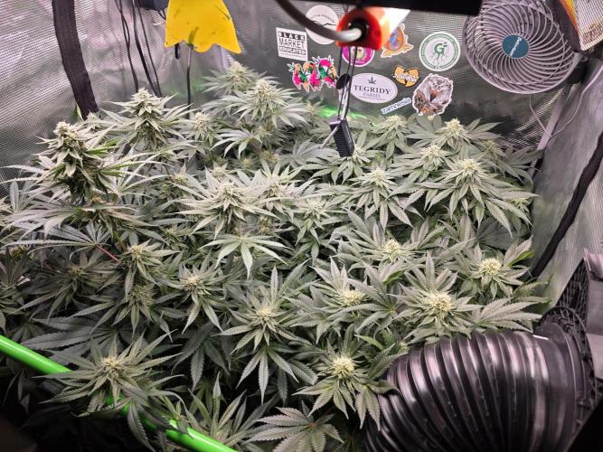 🐝🍯 Nectar Drip  #573/750. Week 12