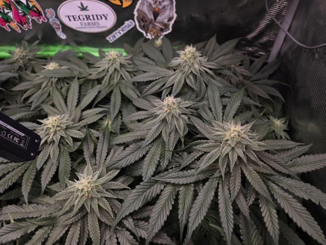 Straw Limez 🍓🍋‍. Week 12