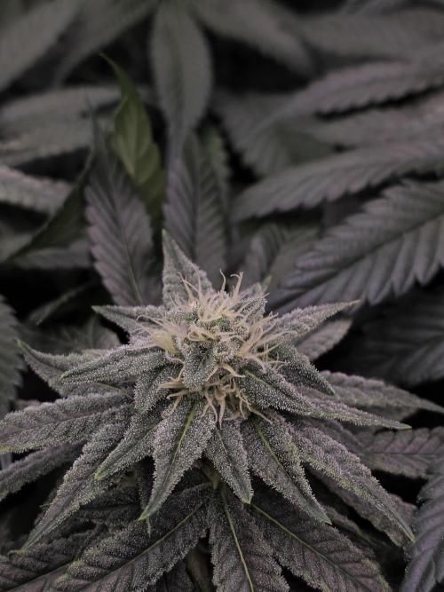 Straw Limez 🍓🍋‍. Week 12
