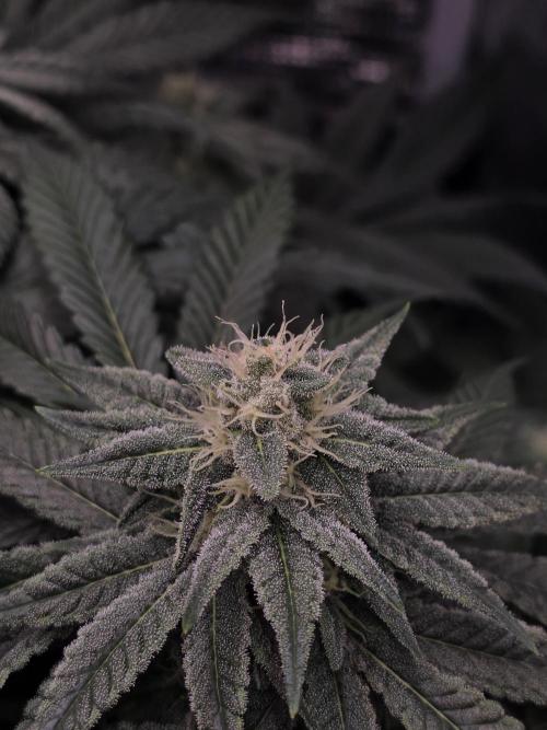 Straw Limez 🍓🍋‍. Week 12