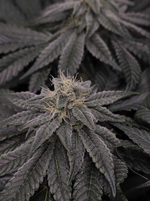 Straw Limez 🍓🍋‍. Week 12