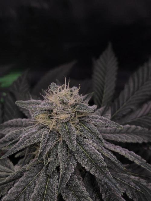 Straw Limez 🍓🍋‍. Week 12