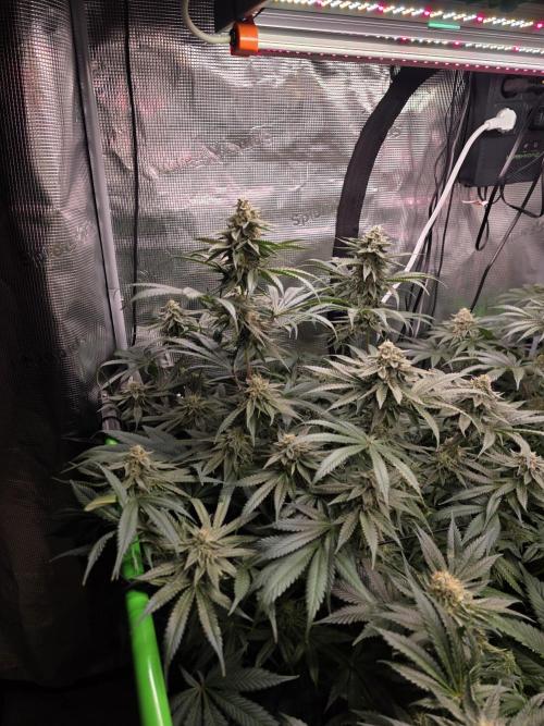 White Truffle 🍄‍ aka Candy Truffel. Week 13