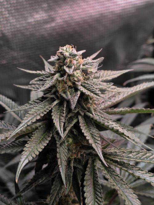 White Truffle 🍄‍ aka Candy Truffel. Week 13