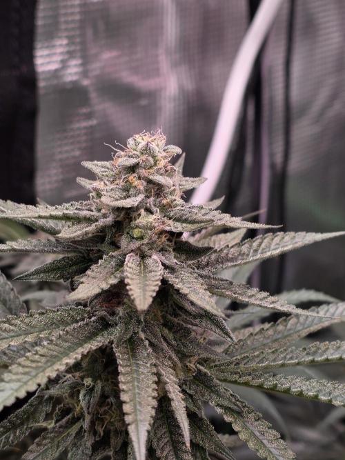 White Truffle 🍄‍ aka Candy Truffel. Week 13