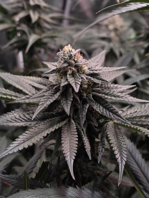 White Truffle 🍄‍ aka Candy Truffel. Week 13