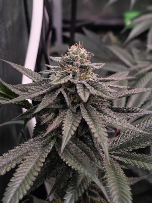 White Truffle 🍄‍ aka Candy Truffel. Week 13