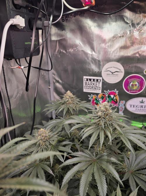 🐝🍯 Nectar Drip  #573/750. Week 13