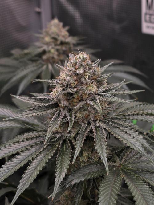 🐝🍯 Nectar Drip  #573/750. Week 13