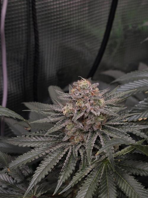 🐝🍯 Nectar Drip  #573/750. Week 13