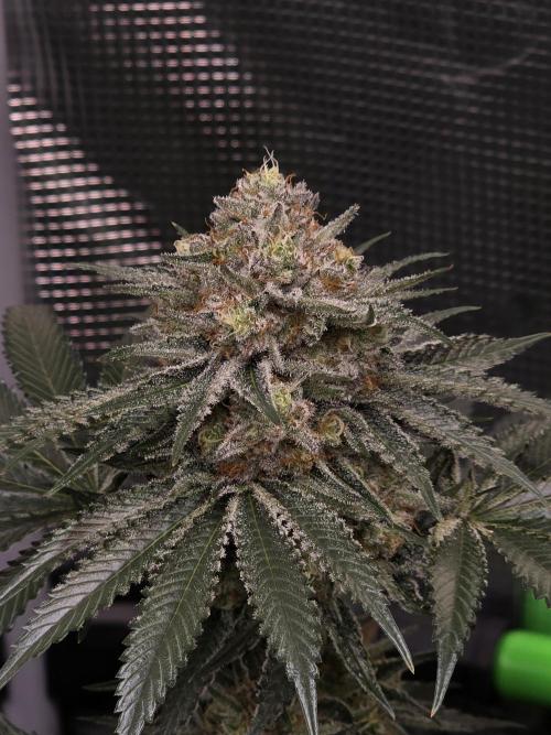 🐝🍯 Nectar Drip  #573/750. Week 13