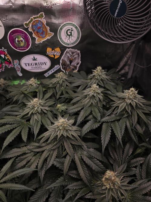 Straw Limez 🍓🍋‍. Week 13